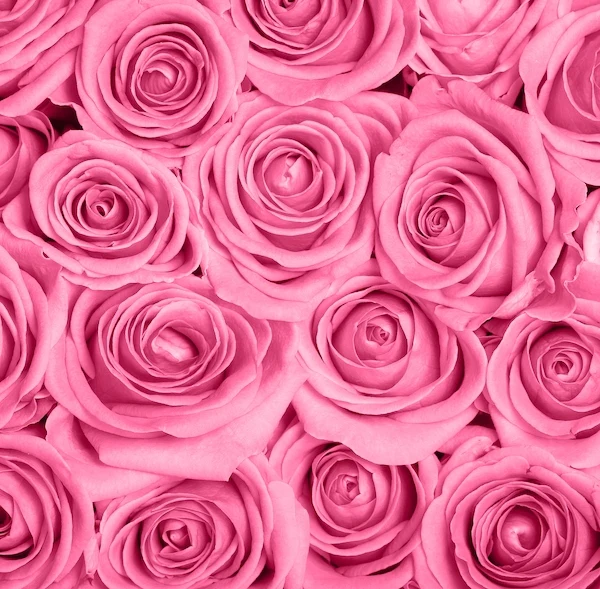 Pink Roses - Valentine’s Day Flower