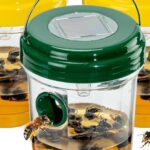 Effective Wasp Traps for Outdoor Use