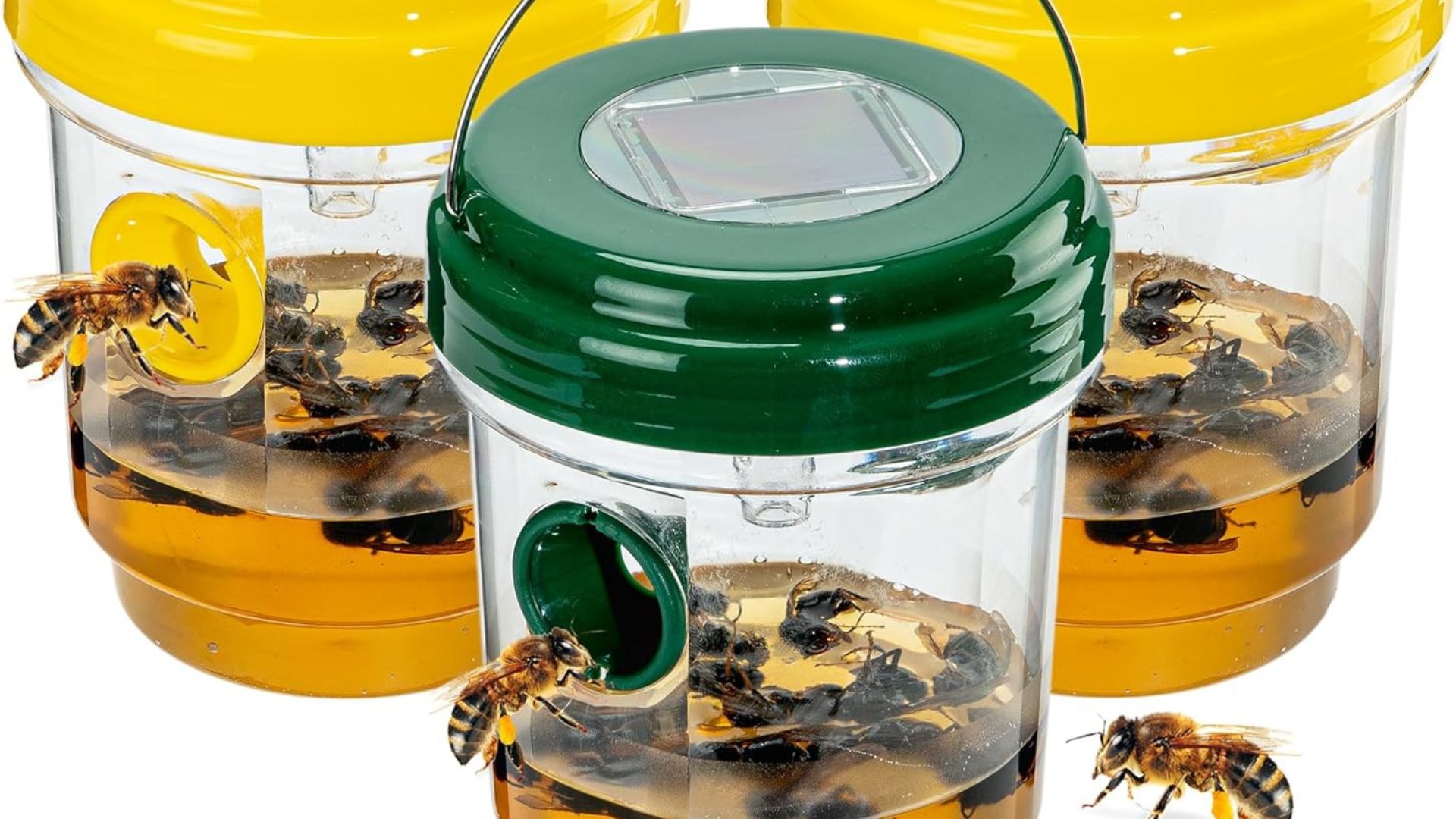 Read more about the article Effective Wasp Traps for Outdoor Use